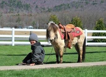Altri pony/cavalli di piccola taglia, Castrone, 5 Anni, 81 cm, Pelle di daino