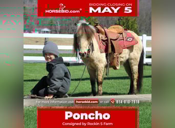 Altri pony/cavalli di piccola taglia, Castrone, 5 Anni, 81 cm, Pelle di daino