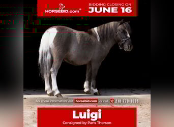 Altri pony/cavalli di piccola taglia, Castrone, 5 Anni, 86 cm