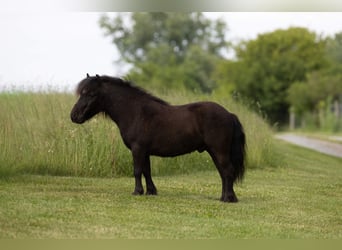 Altri pony/cavalli di piccola taglia, Castrone, 5 Anni, 91 cm, Morello
