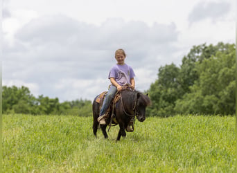 Altri pony/cavalli di piccola taglia, Castrone, 5 Anni, 91 cm, Morello