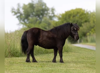 Altri pony/cavalli di piccola taglia, Castrone, 5 Anni, 91 cm, Morello