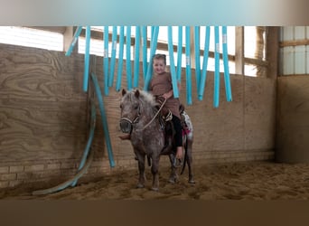 Altri pony/cavalli di piccola taglia, Castrone, 5 Anni, 91 cm, Sauro