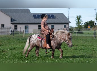 Altri pony/cavalli di piccola taglia, Castrone, 5 Anni, 91 cm, Sauro