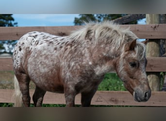 Altri pony/cavalli di piccola taglia, Castrone, 5 Anni, 91 cm, Sauro scuro