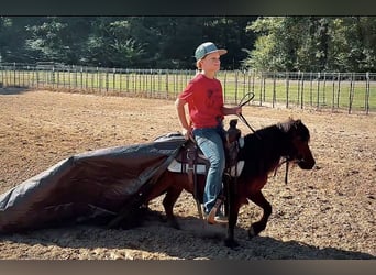 Altri pony/cavalli di piccola taglia, Castrone, 5 Anni, 97 cm, Baio ciliegia