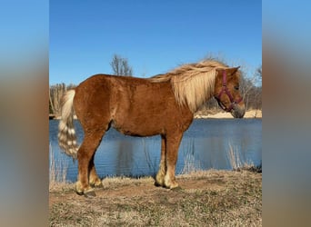 Altri pony/cavalli di piccola taglia, Castrone, 5 Anni, 97 cm, Sauro ciliegia