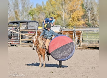 Altri pony/cavalli di piccola taglia, Castrone, 5 Anni, 97 cm, Sauro ciliegia
