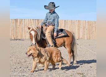 Altri pony/cavalli di piccola taglia, Castrone, 5 Anni, 97 cm, Sauro ciliegia