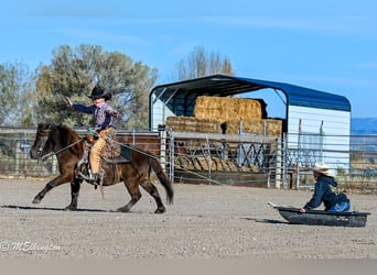 Altri pony/cavalli di piccola taglia, Castrone, 5 Anni, 99 cm, Baio