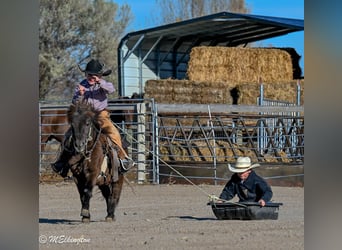 Altri pony/cavalli di piccola taglia, Castrone, 5 Anni, 99 cm, Baio