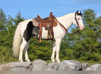 Altri pony/cavalli di piccola taglia, Castrone, 5 Anni, Pezzato