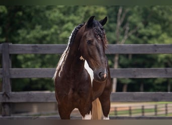 Altri pony/cavalli di piccola taglia, Castrone, 5 Anni, Pezzato