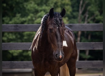 Altri pony/cavalli di piccola taglia, Castrone, 5 Anni, Pezzato