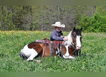 Altri pony/cavalli di piccola taglia, Castrone, 5 Anni, Pezzato