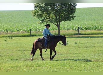 Altri pony/cavalli di piccola taglia, Castrone, 5 Anni, Pezzato