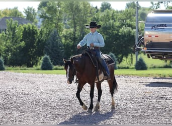 Altri pony/cavalli di piccola taglia, Castrone, 5 Anni, Pezzato