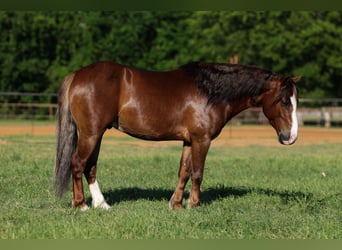 Altri pony/cavalli di piccola taglia, Castrone, 5 Anni, Sauro ciliegia
