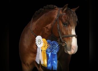 Altri pony/cavalli di piccola taglia, Castrone, 5 Anni, Sauro ciliegia
