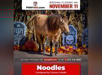 Altri pony/cavalli di piccola taglia, Castrone, 6 Anni, 102 cm, Pelle di daino