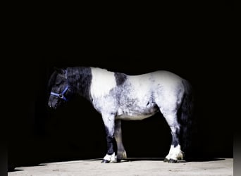 Altri pony/cavalli di piccola taglia, Castrone, 6 Anni, 102 cm, Roano blu