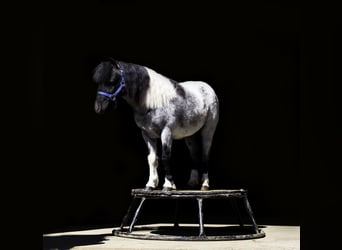 Altri pony/cavalli di piccola taglia, Castrone, 6 Anni, 102 cm, Roano blu