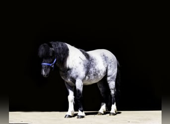 Altri pony/cavalli di piccola taglia, Castrone, 6 Anni, 102 cm, Roano blu