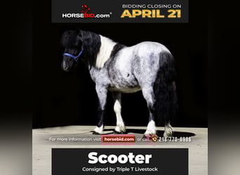 Altri pony/cavalli di piccola taglia, Castrone, 6 Anni, 102 cm, Roano blu