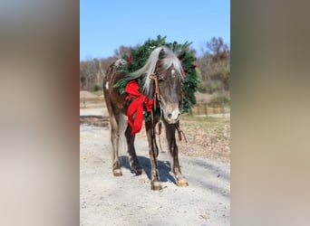 Altri pony/cavalli di piccola taglia, Castrone, 6 Anni, 107 cm, Palomino