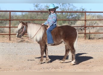 Altri pony/cavalli di piccola taglia, Castrone, 6 Anni, 107 cm
