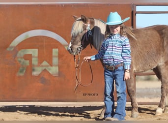 Altri pony/cavalli di piccola taglia, Castrone, 6 Anni, 107 cm