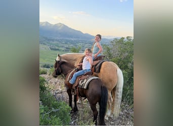 Altri pony/cavalli di piccola taglia, Castrone, 6 Anni, 109 cm, Morello