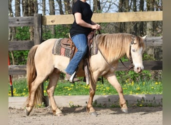 Altri pony/cavalli di piccola taglia, Castrone, 6 Anni, 117 cm, Champagne