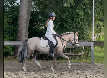Altri pony/cavalli di piccola taglia, Castrone, 6 Anni, 117 cm, Falbo