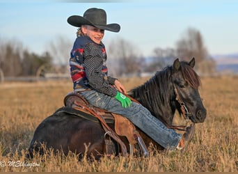 Altri pony/cavalli di piccola taglia, Castrone, 6 Anni, 117 cm, Morello