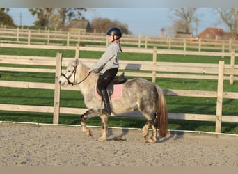 Altri pony/cavalli di piccola taglia, Castrone, 6 Anni, 121 cm