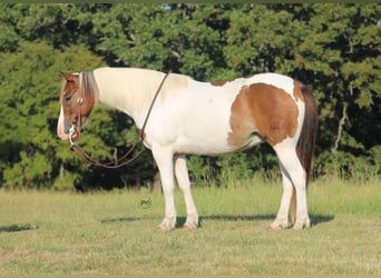 Altri pony/cavalli di piccola taglia, Castrone, 6 Anni, 122 cm, Pezzato
