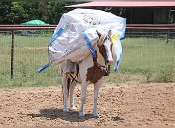 Altri pony/cavalli di piccola taglia, Castrone, 6 Anni, 122 cm, Pezzato