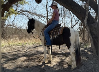 Altri pony/cavalli di piccola taglia, Castrone, 6 Anni, 122 cm, Pezzato