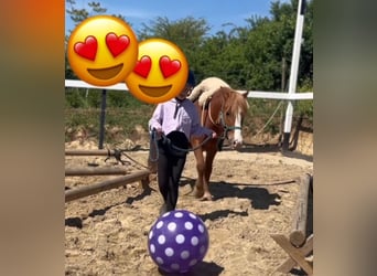 Altri pony/cavalli di piccola taglia, Castrone, 6 Anni, 123 cm, Sauro