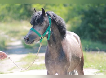 Altri pony/cavalli di piccola taglia, Castrone, 6 Anni, 126 cm, Grigio