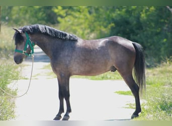 Altri pony/cavalli di piccola taglia, Castrone, 6 Anni, 126 cm, Grigio