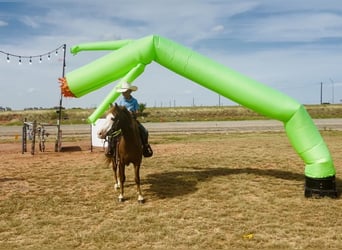 Altri pony/cavalli di piccola taglia, Castrone, 6 Anni, 132 cm, Sauro ciliegia