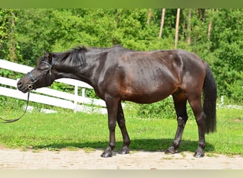 Altri pony/cavalli di piccola taglia, Castrone, 6 Anni, 137 cm, Morello