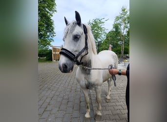 Altri pony/cavalli di piccola taglia, Castrone, 6 Anni, 140 cm, Pezzato