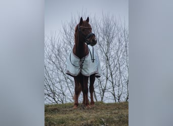 Altri pony/cavalli di piccola taglia Mix, Castrone, 6 Anni, 141 cm, Sauro ciliegia