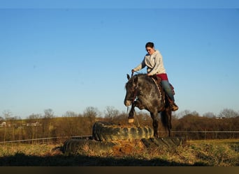Altri pony/cavalli di piccola taglia Mix, Castrone, 6 Anni, 142 cm, Roano blu