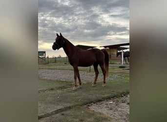 Altri pony/cavalli di piccola taglia, Castrone, 6 Anni, 142 cm, Sauro ciliegia