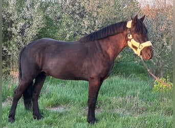 Altri pony/cavalli di piccola taglia, Castrone, 6 Anni, 143 cm, Morello