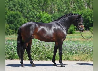 Altri pony/cavalli di piccola taglia, Castrone, 6 Anni, 147 cm, Baio